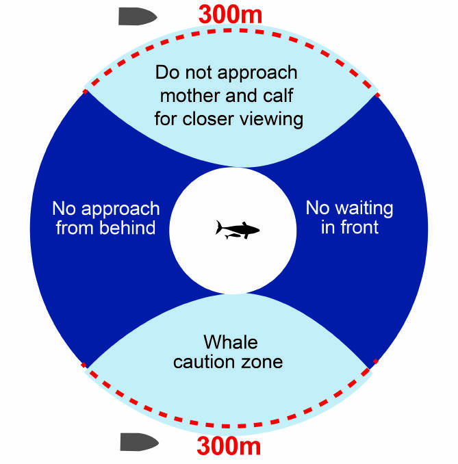 NPWS reminds the community there are legal limits to how close you can approach a whale with a calf. Image: National Parks and Wildlife Service