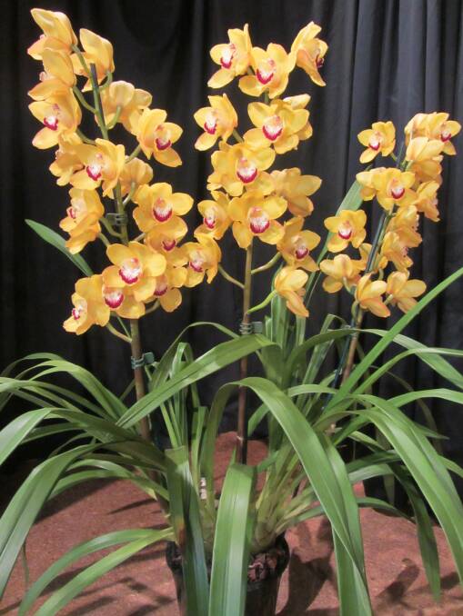 Love orchids? Check out the Sapphire Coast Orchid Club's winter show at Twyford Hall August 12-14. 