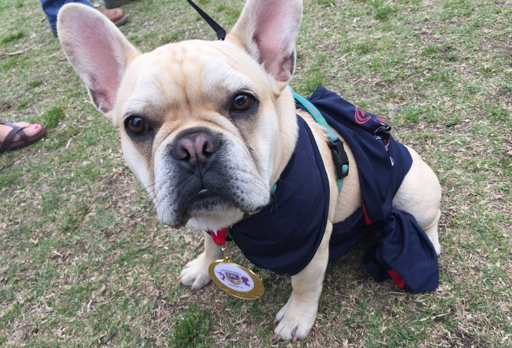 GRUMPY PUP: Sadly it wasn't to be for Bega Roosters fans like this little French bulldog on Sunday at the Group 16 first grade grand final. Photo: Ben Smyth