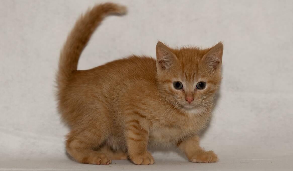 Bobby is one of several kittens in care with Animal Welfare League Far South Coast and needing a new home.
