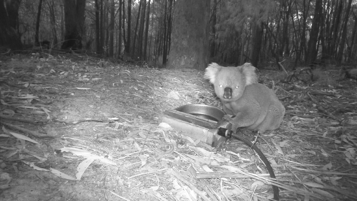 Motion cameras captured the koala on several occasions over the past few weeks, including this one on August 11.. Picture supplied