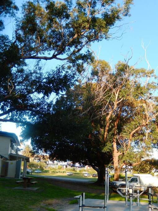 Trees overhanging the outdoor gym in Bermagui are to be removed the council says.