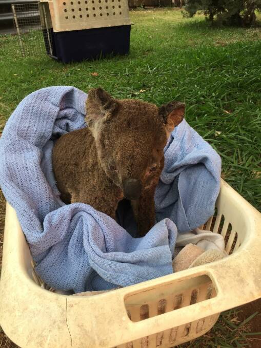 Burnt koala rescued by ex-policeman as northern NSW burns