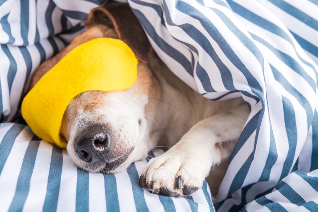 A nap could lower your blood pressure. Photo: SHUTTERSTOCK. 