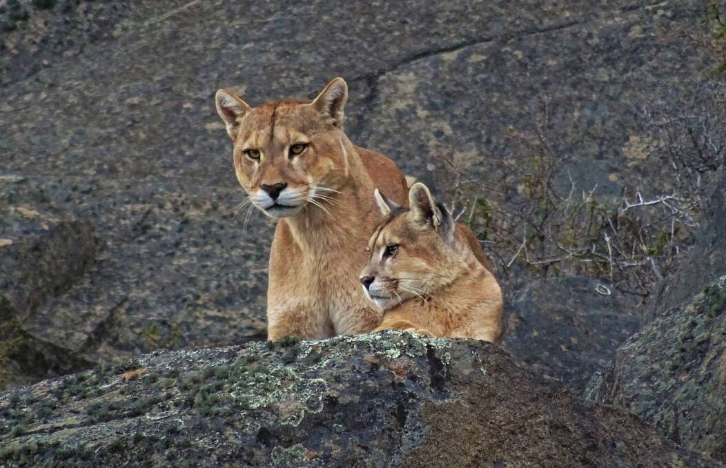 Trackers would notify Chris of puma sightings, he would then lead his tour to set up and wait patiently for them to appear. Image: Chris Theobald.