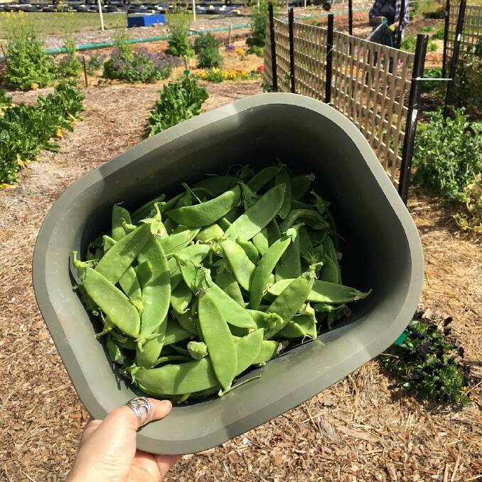 Fresh snow peas from the urban farm at Club Sapphire. Picture: From Little Things Parklands' Facebook page.