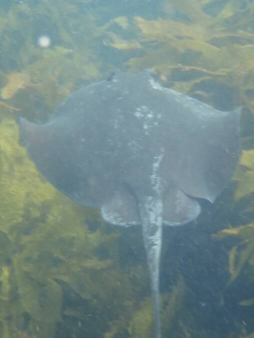 Common stingray found cruising the waters of the Sapphire Coast and beyond. Picture: Kerryn Wood. 