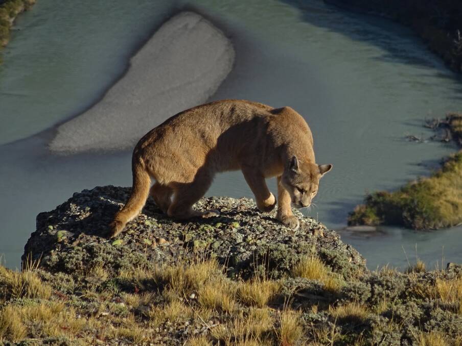 Puma are the largest predators of Patagonia. Photograph: Chris Theobald. 
