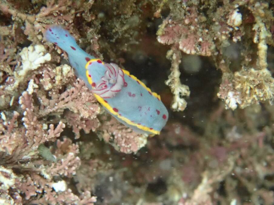 The popular Bennett's sea slug found on the Far South Coast.