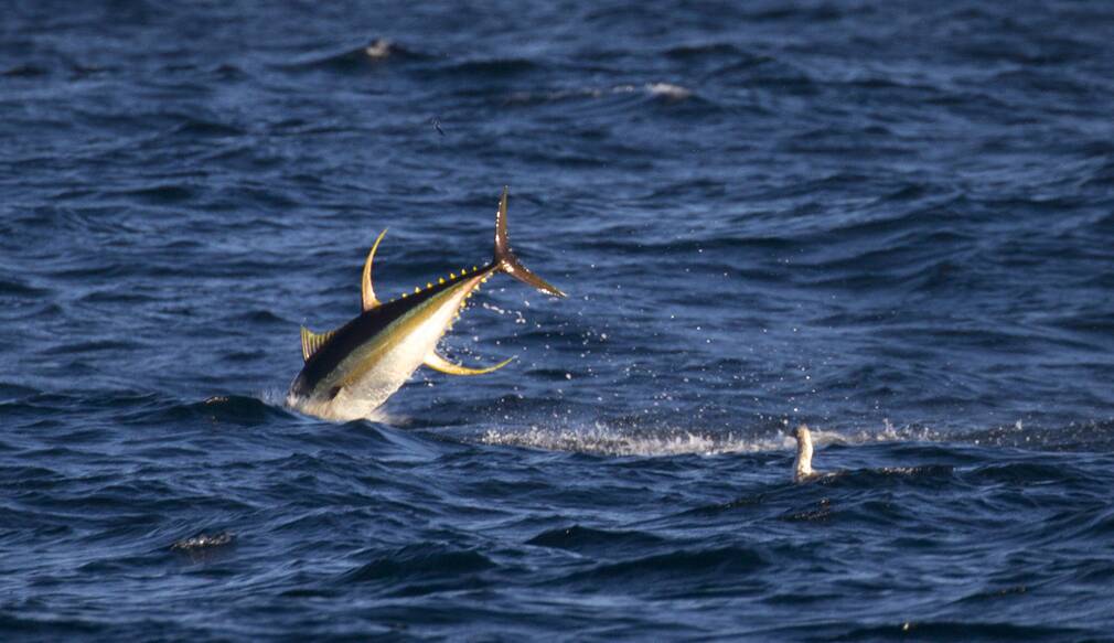 Exciting: Georgia Poyner captures a yellowfin tuna leap in the air as it feeds on sauries.