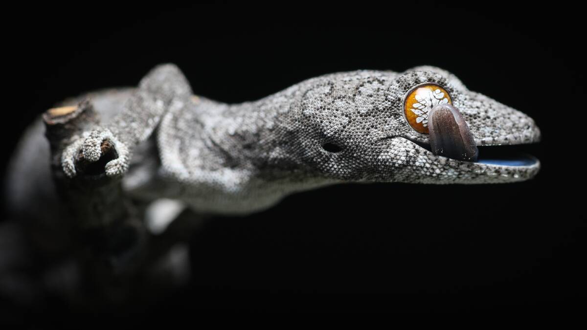 EYE BATH: Harrison Warne's award winning photograph of an Eastern Spiny-tailed Gecko.