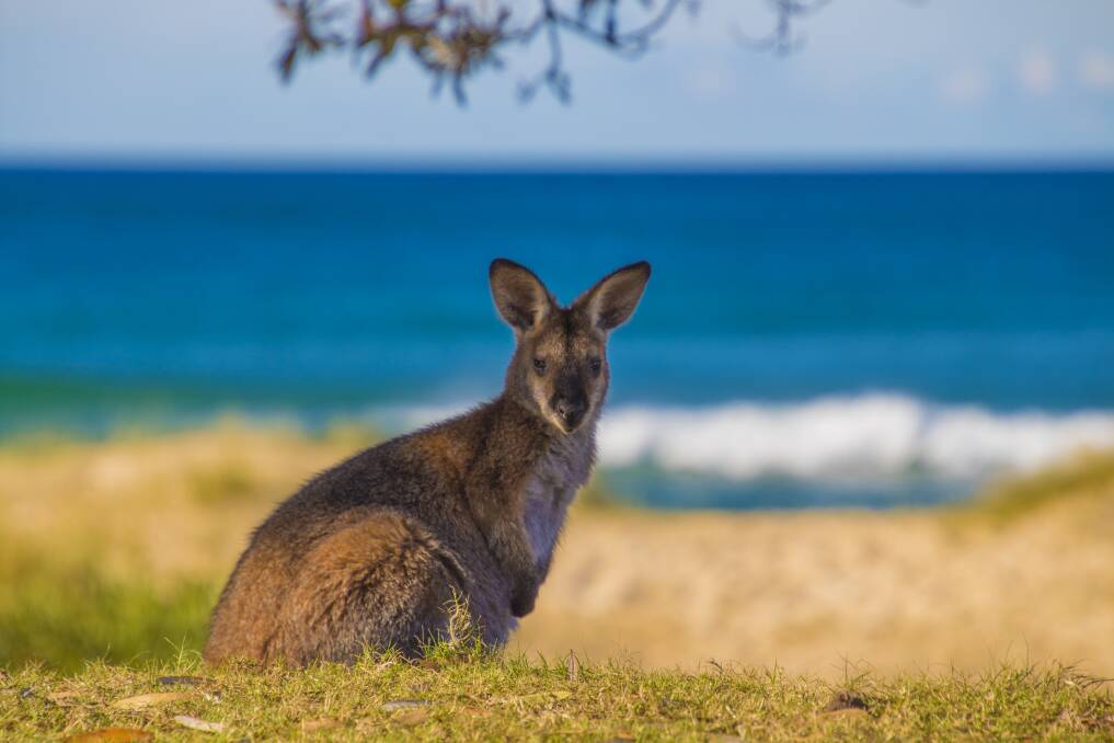 A joey cruises the beach at Potato Point recently. Picture: Chris Theobald. 
