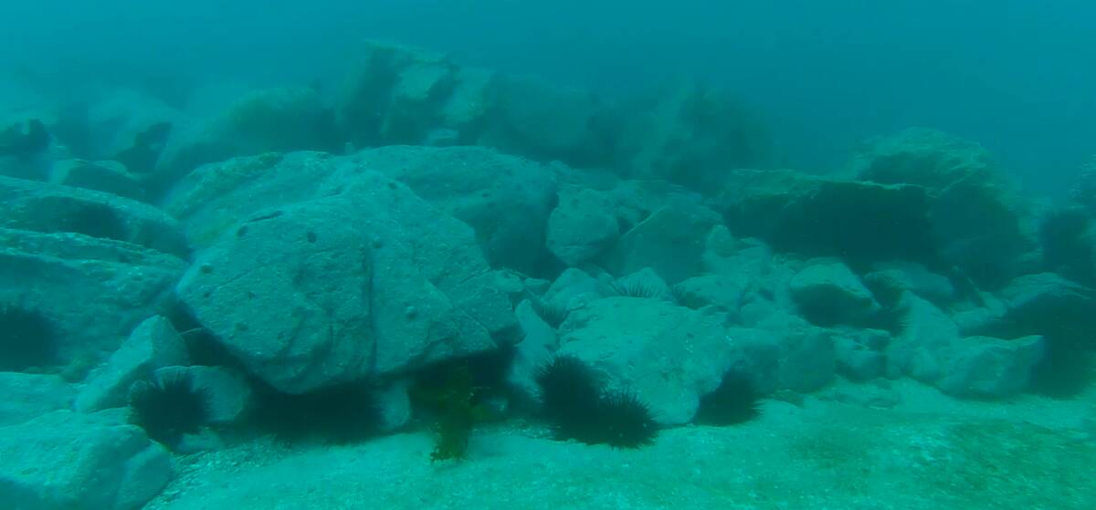 Lack of life: Sea urchin barrens dominating reefs along the Far South Coast. Picture: Supplied. 