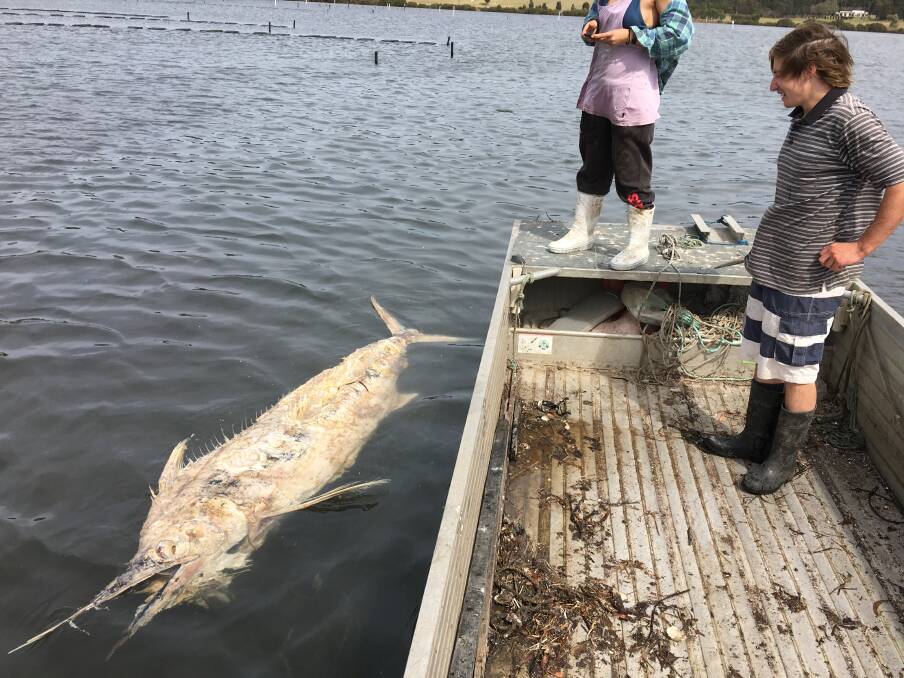 Oyster farmer Jack Salt amazed by the massive marlin carcass rotting in the lake. 