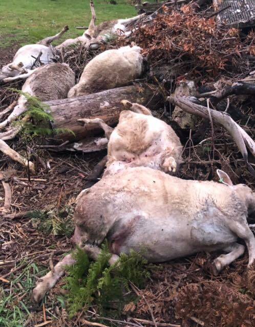 Peter Ferguson had to pile his dead livestock in a heap on Monday, October 22.