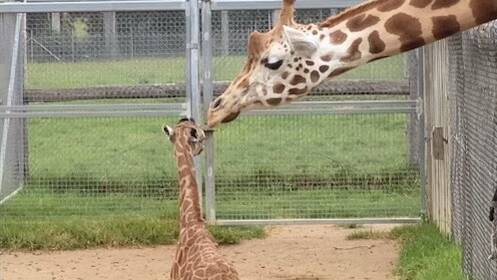 The giraffe calf born at Mogo Wildlife Park on Australia Day, Tuesday, January 26 at about 10am. 