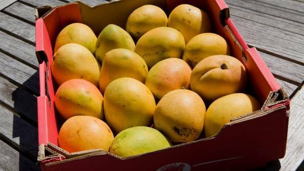 The mango industry is critical to the Katherine region.
