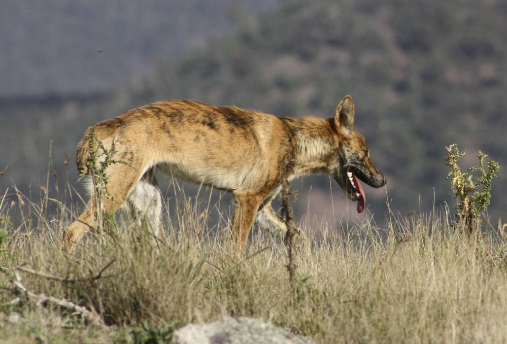 WILD DOG OR DINGO: A major research study has found most wild dogs are in fact dingoes.