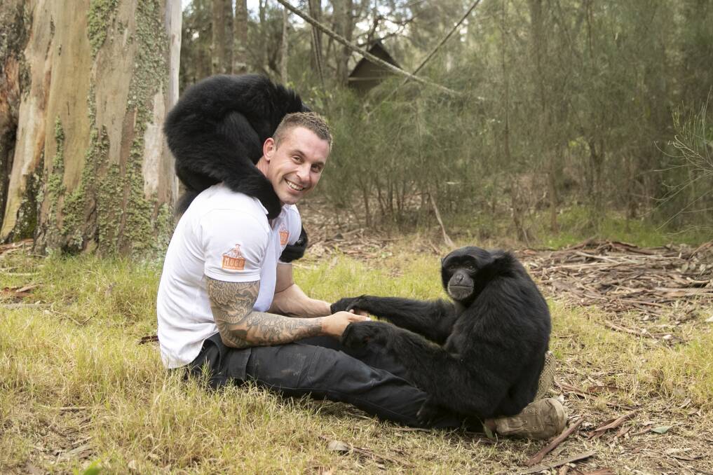 Chad Staples interacts with a pair of Siamang gibbons on Mogo Wildlife Park's Primate Island. Picture: Keegan Carroll