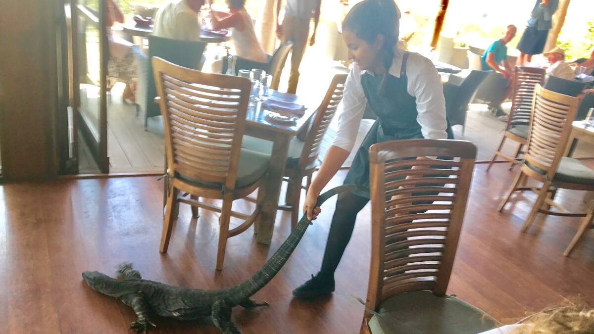 Waitress Samia Lila removes goanna from Mimosa Winery restaurant.