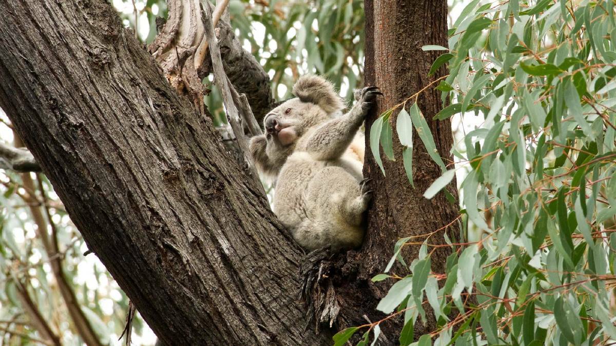 A RARE SIGHT: A koala spotted in the Murrah flora reserves in August last year. Photo: David Gallan