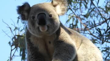 Habitat enhancement focused on forests with koalas would be a change for the better says letter writer Robert Bertram