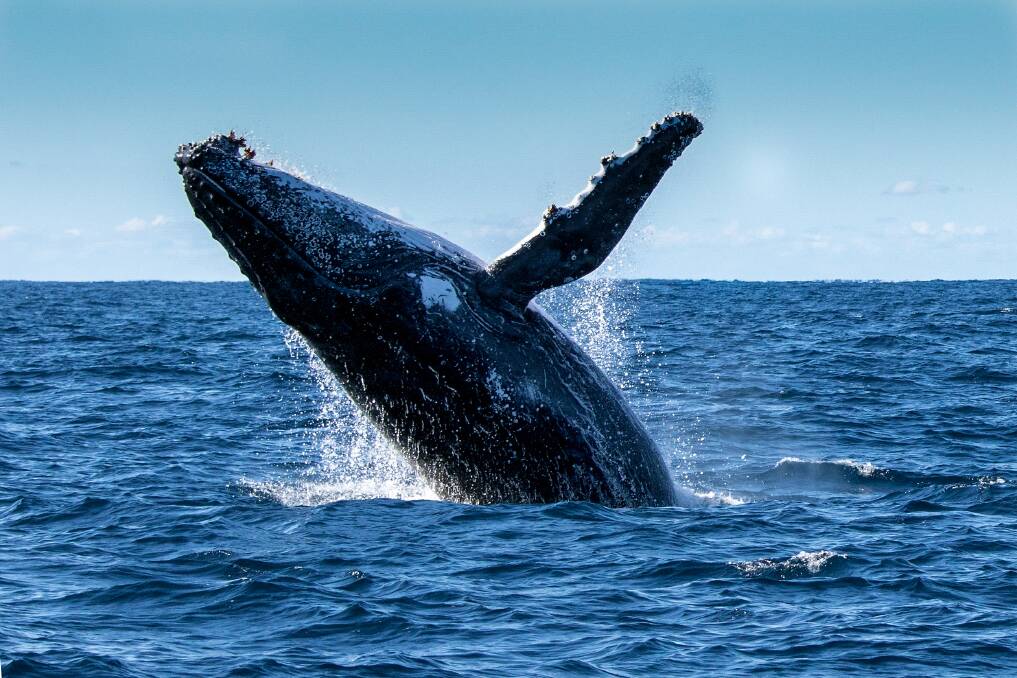 Jump for Joy: The Eden Whale Festival will take place from November 2 to November 4, 2018. Come along and join in all the fun and festivities and keep your eye out for some whales.
