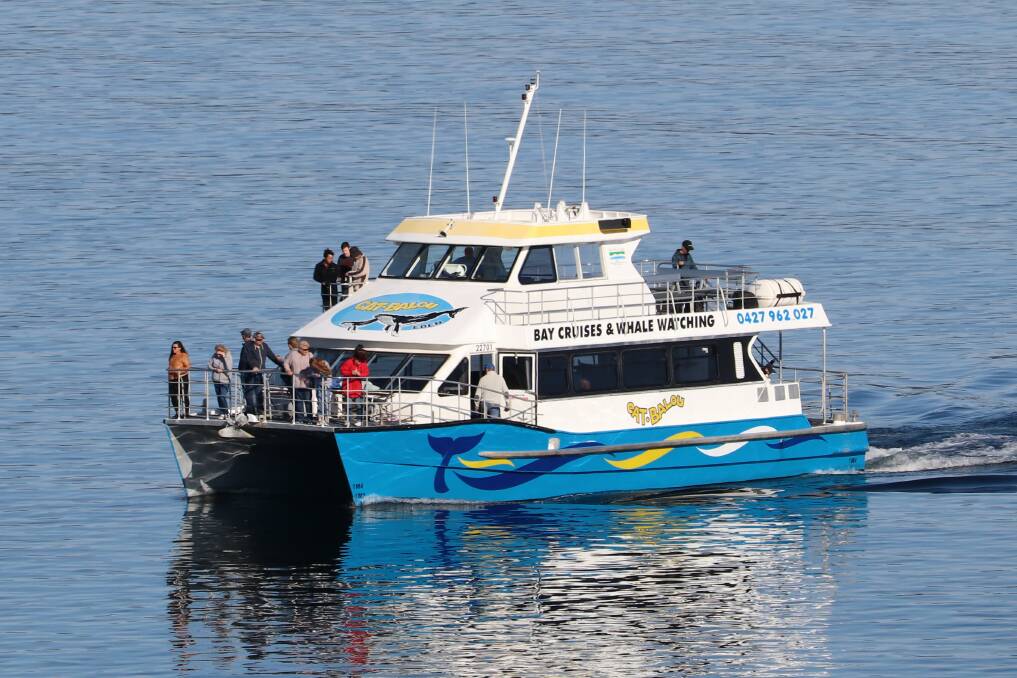 WILDLIFE: There is an excellent chance of seeing dolphins, seals and penguins aboard a Cat Balou Cruise.