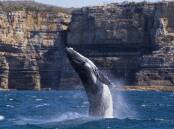 Our cover: A humpback whale surfaces off Beecroft Peninsular, Jervis Bay. Photo: Maree Clout