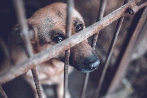 The cruelty link that often goes unnoticed