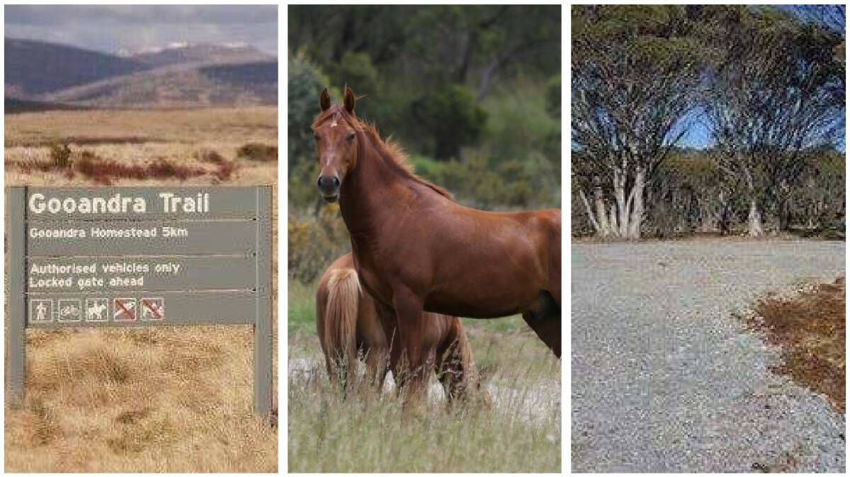 The Gooandra Trail and the state's wild horse management plan is in the spotlight.