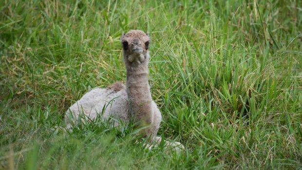 One of the smaller members of the Camelot Dairies herd.  Photo: Camelot Dairies/Facebook
