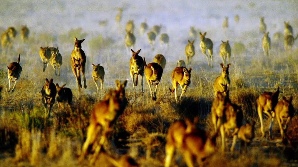 A mob of grey kangaroos on the run through Oxley Station in Macquarie Marshes in the Western Plains of New South Wales. Photo: Dallas Kilponen