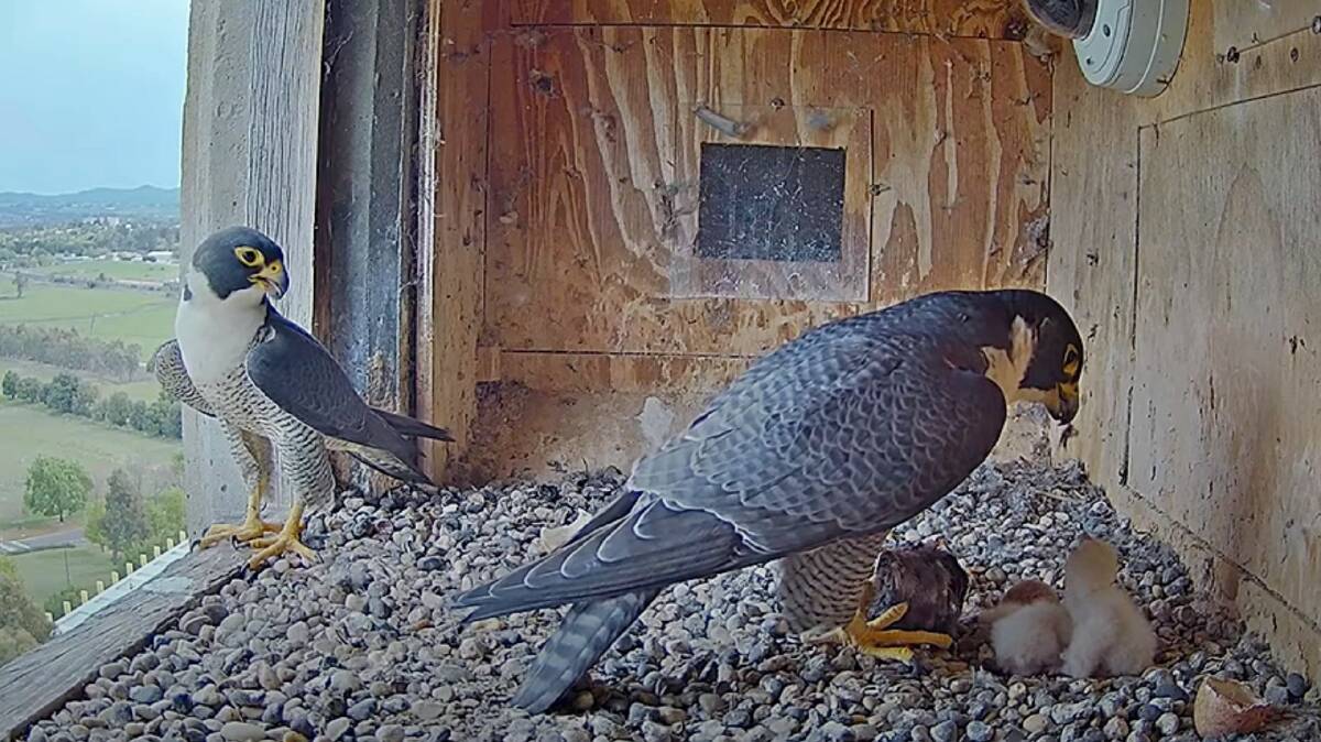 Peregrine falcon dad Xavier on left at the entrance the entrance to the nesting box while mum Diamond feeds the two chicks at 4.36pm on Tuesday, October 3. Picture courtesy Falcon Cam Project CSU