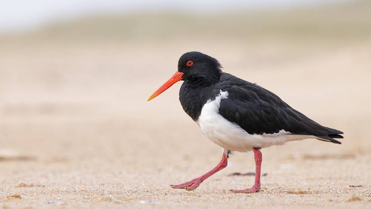 In recognition of National Threatened Species Day on September 7, 2022 this Pied Oystercatcher was photgraphed at Lake Wollumboola. Picture by Leo Berzins