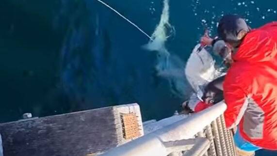 Fishermen on Tathra Wharf trying to free a hook from a shark's mouth.
