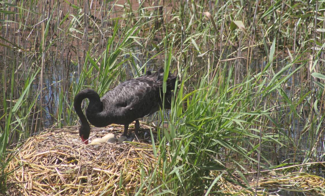 A nesting Black Swan at Panboola, carefully turns the eggs to ensure temperature distribution. Photo: Denise Dion