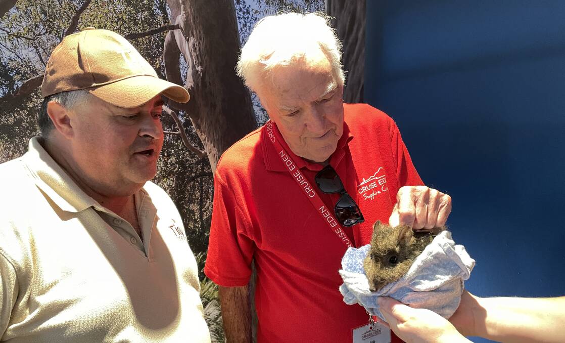 Steve Sass of the Tiny Zoo shows Bob Westmacott an endangered Long Nose Potoroo at the Eden Wharf. Picture by Denise Dion