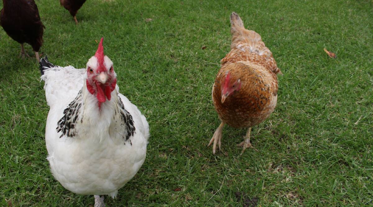 Expect to wake up to sound of clucking somewhere nearby, given the increase in orders!
