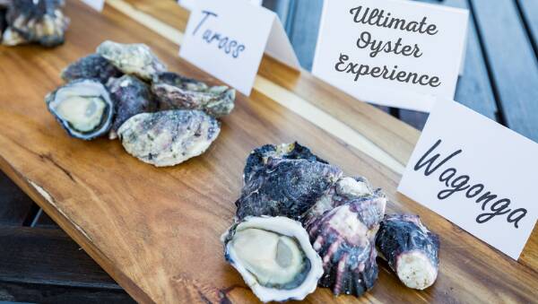 Sample oysters from more than eight NSW estuaries as part of the Ultimate Oyster Experiene. Picture: Supplied