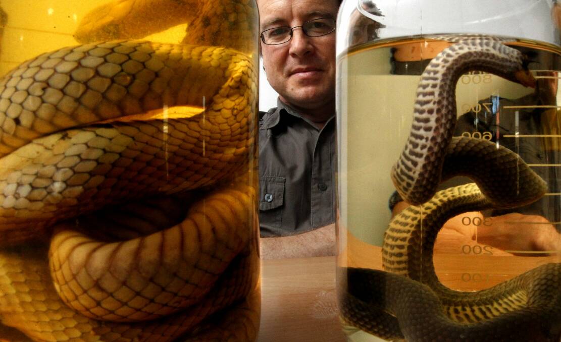 DEADLY: Clinical toxicologist Professor Geoff Isbister says keeping still, applying a pressure bandage correctly and phoning an ambulance are key tips to surviving a snake bite. Photo: Jonathan Carroll