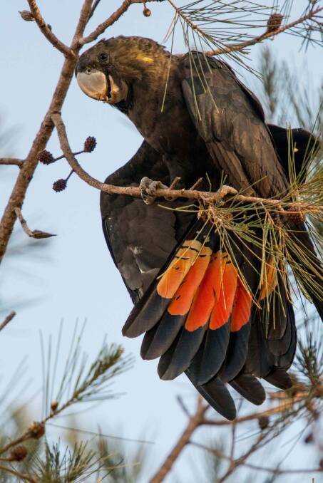 The endangered Glossy Black Cockatoo, Calyptorhynchus lathami, breeds in the Eurobodalla. 