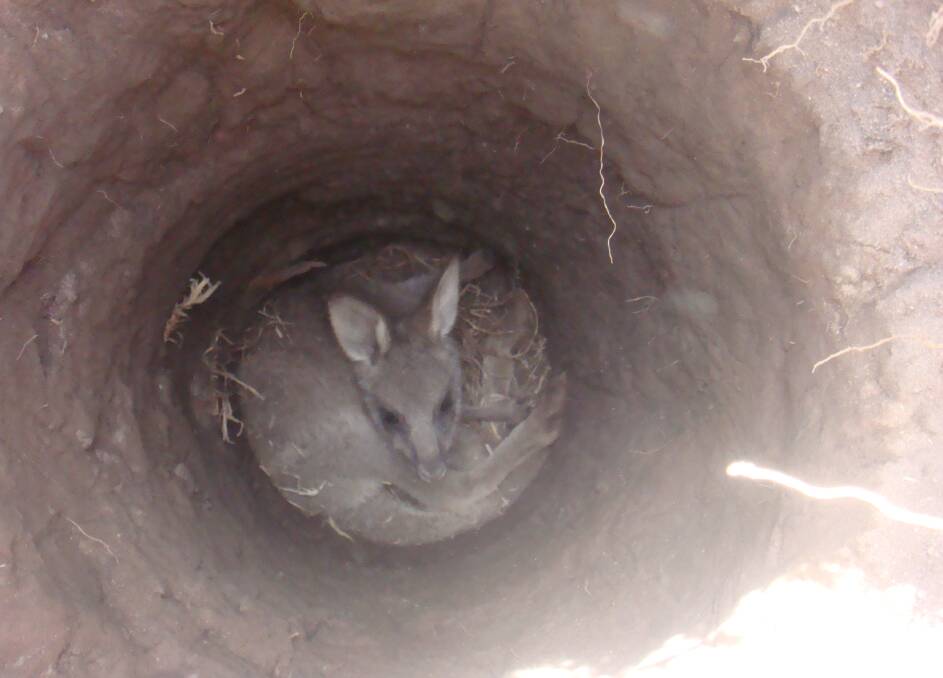 Image of distressed joey taken moments before being rescued. "Looks like she was here for a couple of days," said wildlife carer Janine Green. The joey had fallen in the hole and was unable to climb out. Photo: Supplied