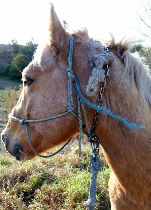 CAUGHT: The horse with a chain around its neck. Picture: Bega Valley Shire Council Facebook page