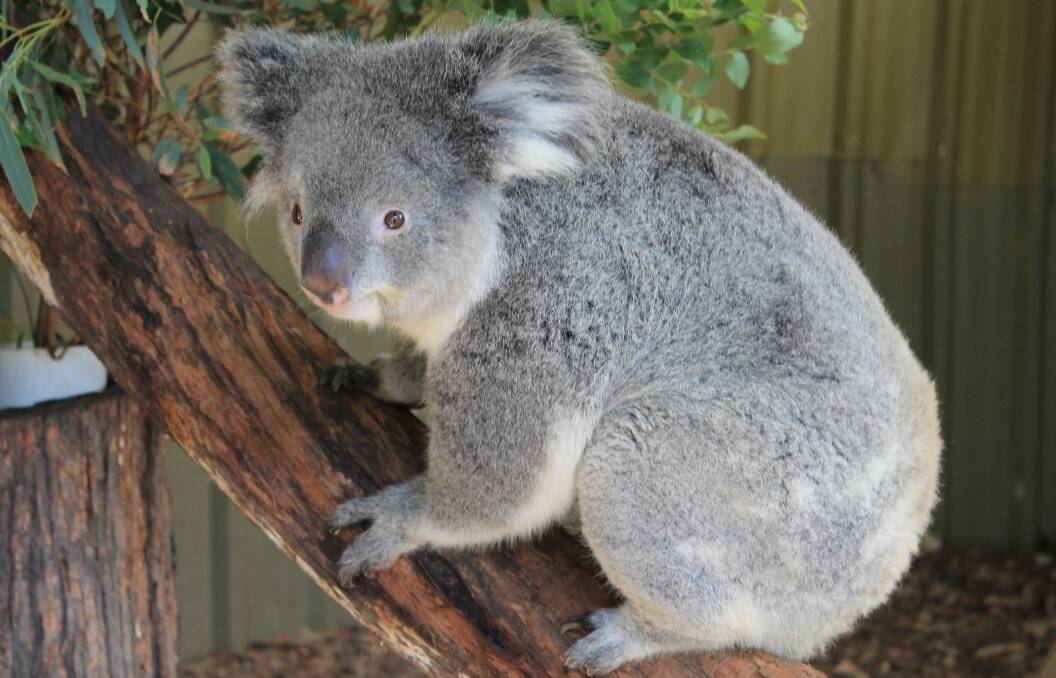 The public is invited to make submissions for the NSW Koala Strategy. 