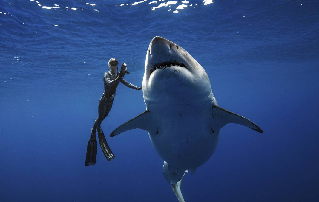 In this January 15, 2019 photo Ocean Ramsey, a shark researcher and advocate, swims with a large great white shark off the shore of Oahu. It could be one of the largest great whites ever recorded. Picture: Juan Oliphant via AP