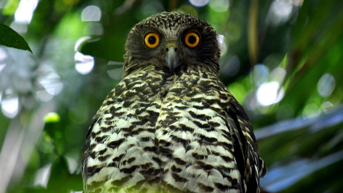 A powerful owl. Picture: Kristen Hardy 