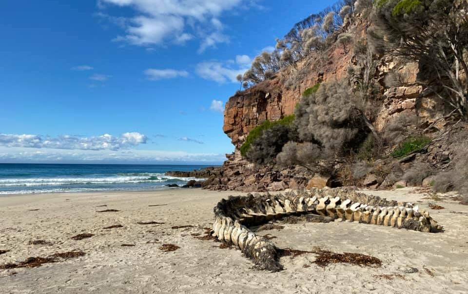 INCREDIBLE FIND: Kylie Ryan took this picture of the whale spine on Wonboyn Beach in June. Picture: Kylie Ryan