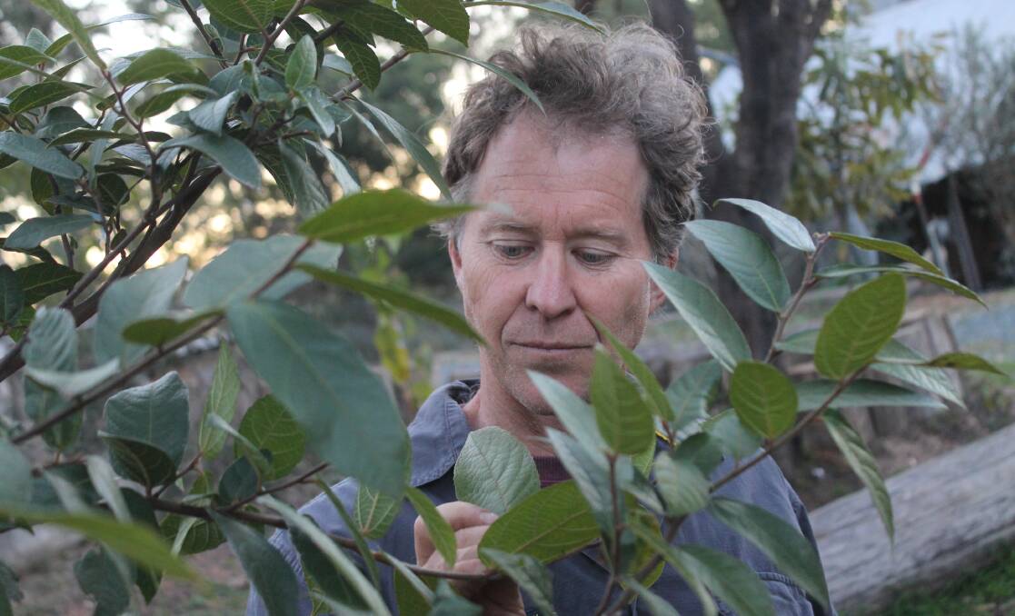 TOUGH TO BURN: Dean Turner examines a sandpaper fig - an example of a fire-retardant native plant species that is growing at The Crossing. Picture: Albert McKnight 