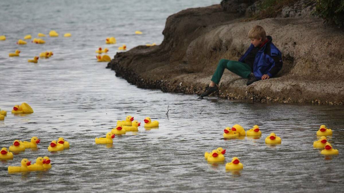 The popular Bermagui CRABs Duck Race is on again this weekend. 